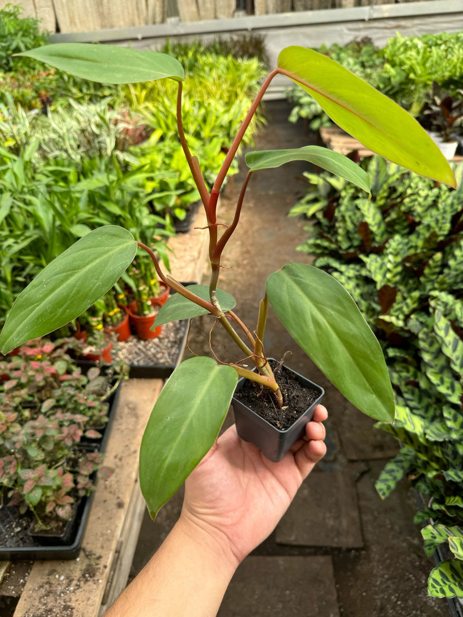 baby red emerald philodendron Philodendron Red Emerald