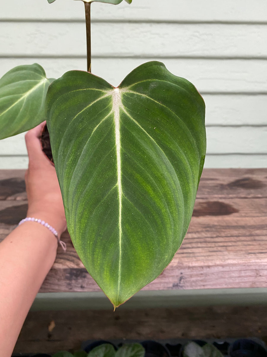 philodendron glorious hybrid Philodendron gloriosum