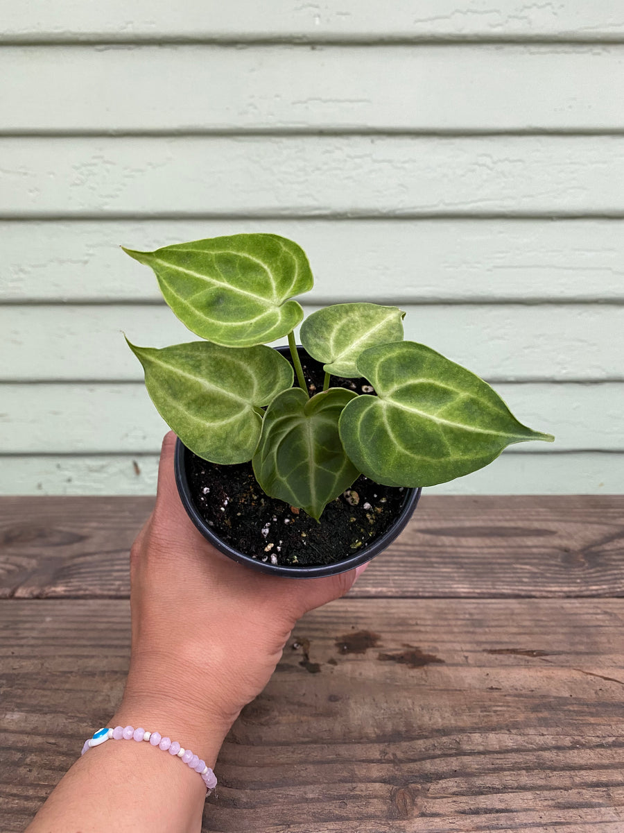 Anthurium clarinervium
