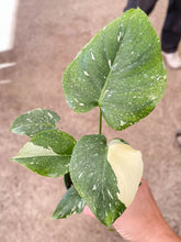 Load image into Gallery viewer, 📬 Monstera 'Thai Constellation'