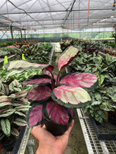 Load image into Gallery viewer, Calathea roseopicta 'Silvia'