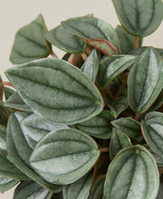 Load image into Gallery viewer, Peperomia 'Napoli Nights' - 4" Pot