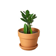 Load image into Gallery viewer, Zamioculcas Zamiifolia ZZ