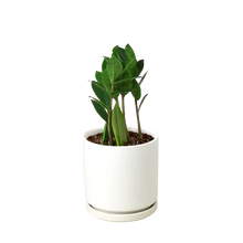 Load image into Gallery viewer, Zamioculcas Zamiifolia ZZ