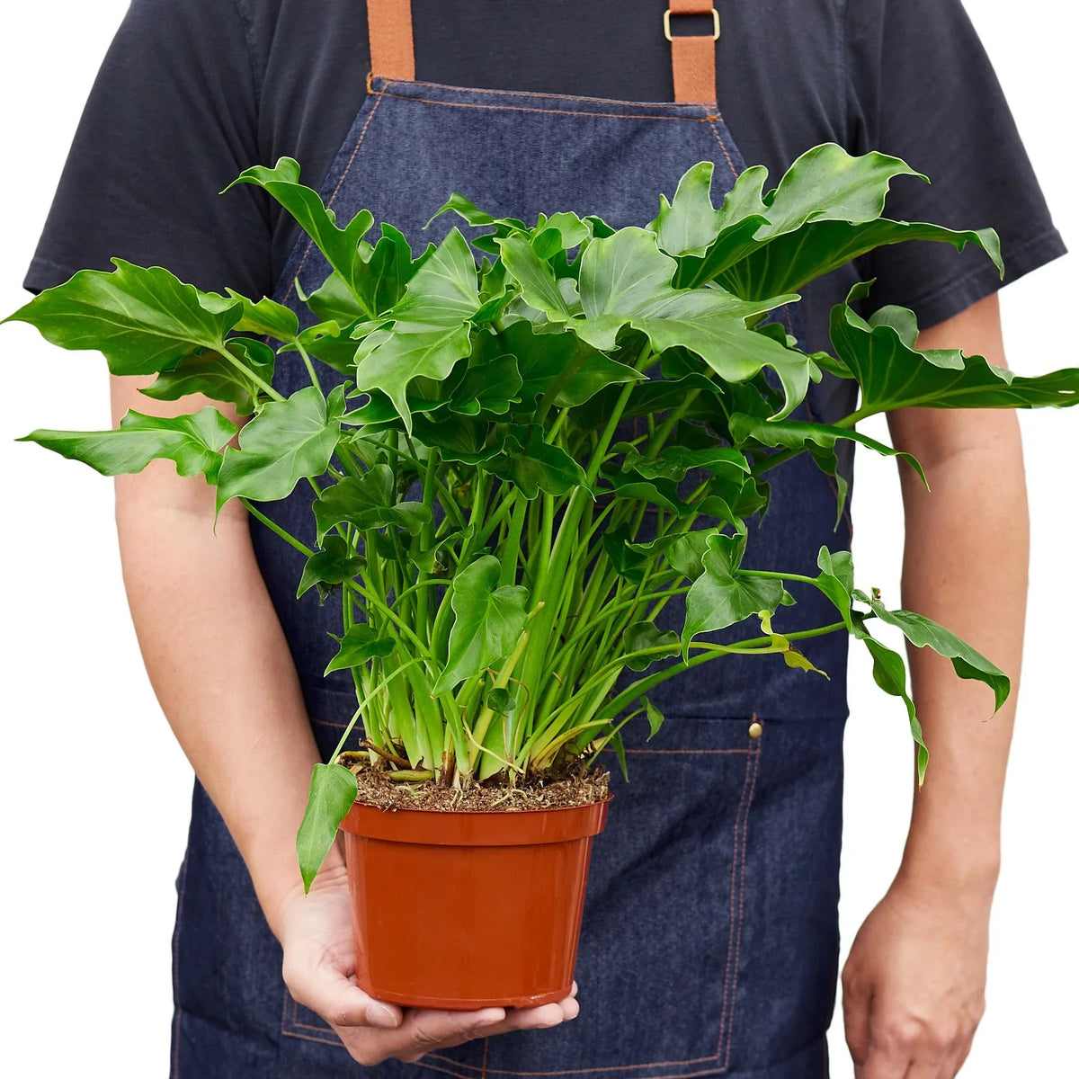 Philodendron 'Little Hope' – Mickey Hargitay Plants