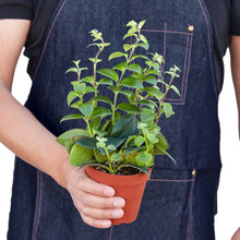 Load image into Gallery viewer, Lipstick Plant