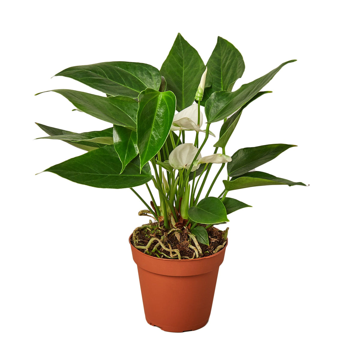 anthurium maui white Anthurium 'White' – Mickey Hargitay Plants