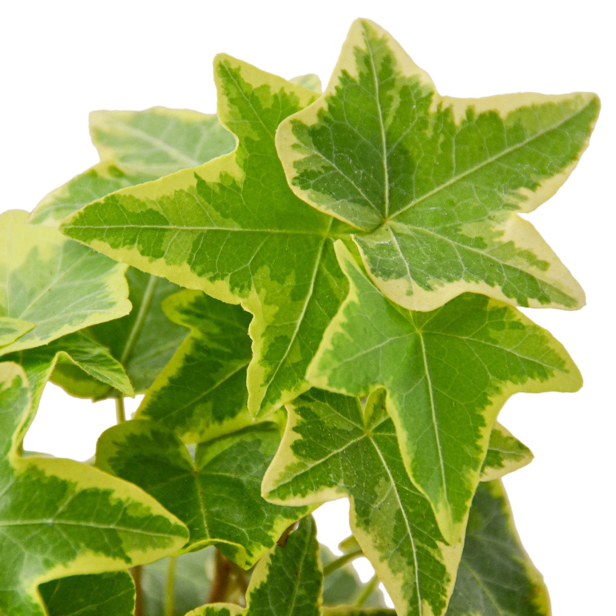 English Ivy Gold Child – Mickey Hargitay Plants