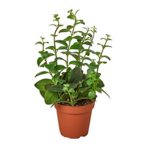 Load image into Gallery viewer, Lipstick Plant