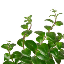 Load image into Gallery viewer, Lipstick Plant