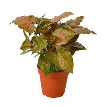 Load image into Gallery viewer, Syngonium Merry