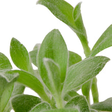 Load image into Gallery viewer, Tradescantia White Velvet