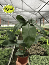 Load image into Gallery viewer, Philodendron 'Goeldii'