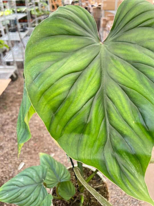 philodendron plowmanii Philodendron PlowManii