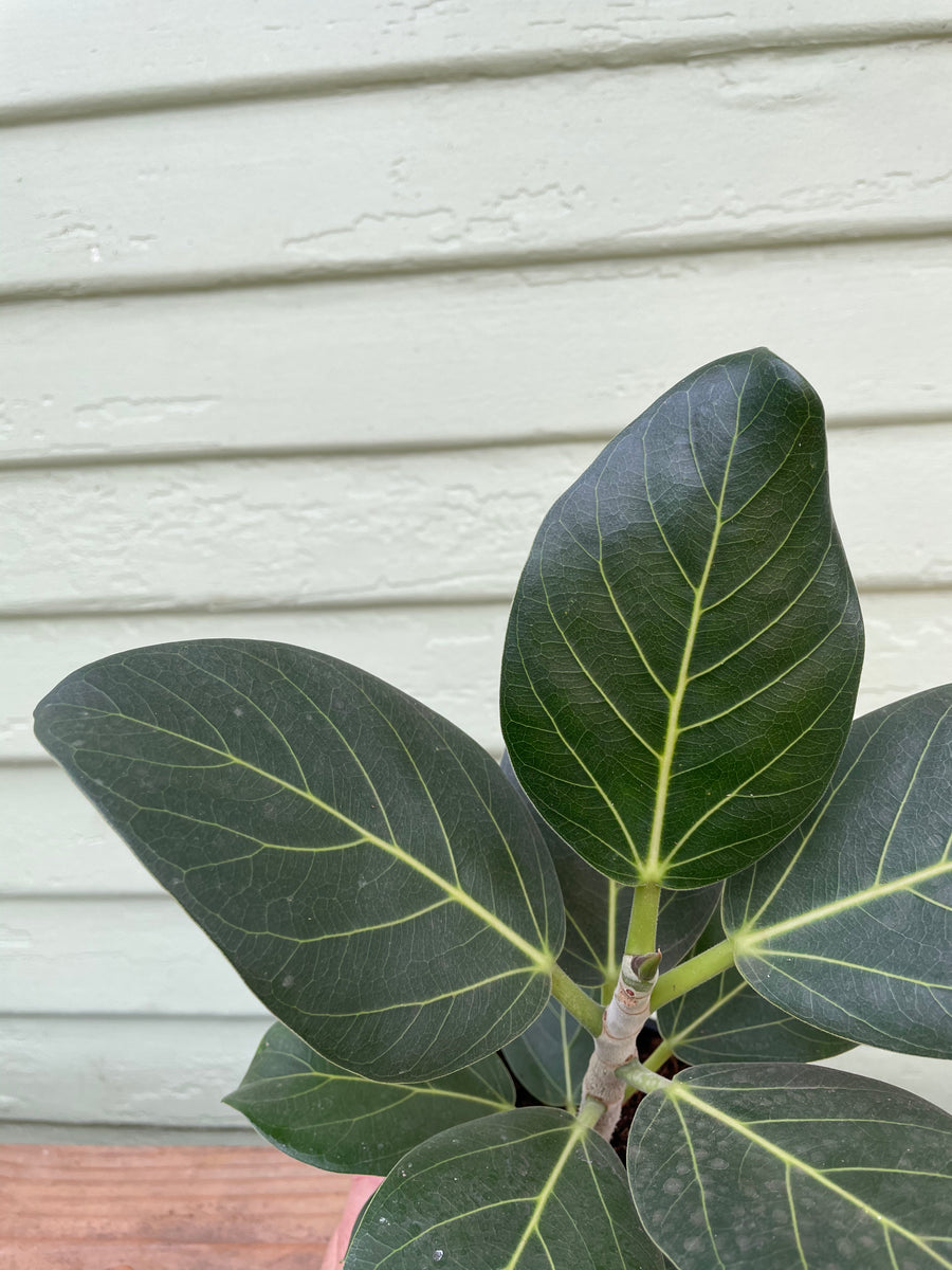 Ficus benghalensis - Audrey