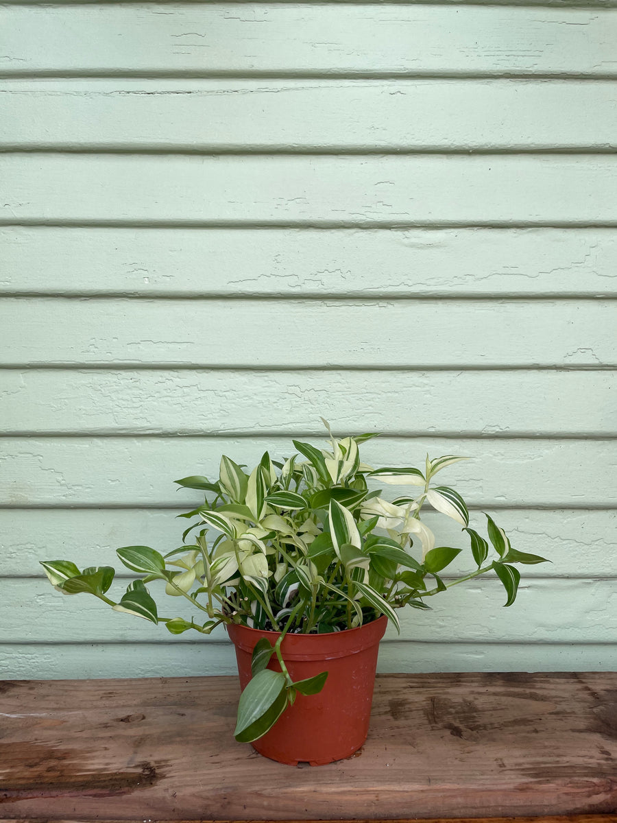 Tradescantia fluminensis variegata - White Cloud