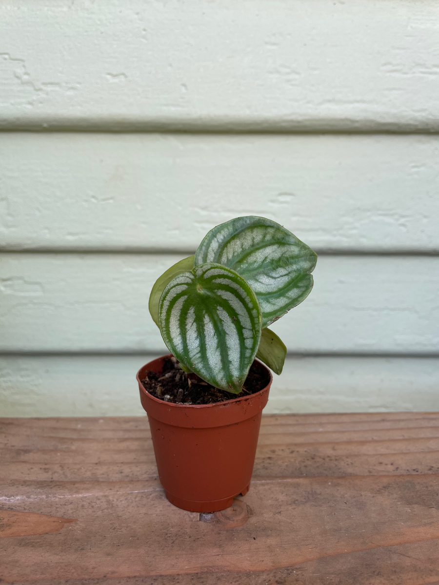 Watermelon Peperomia argyreia