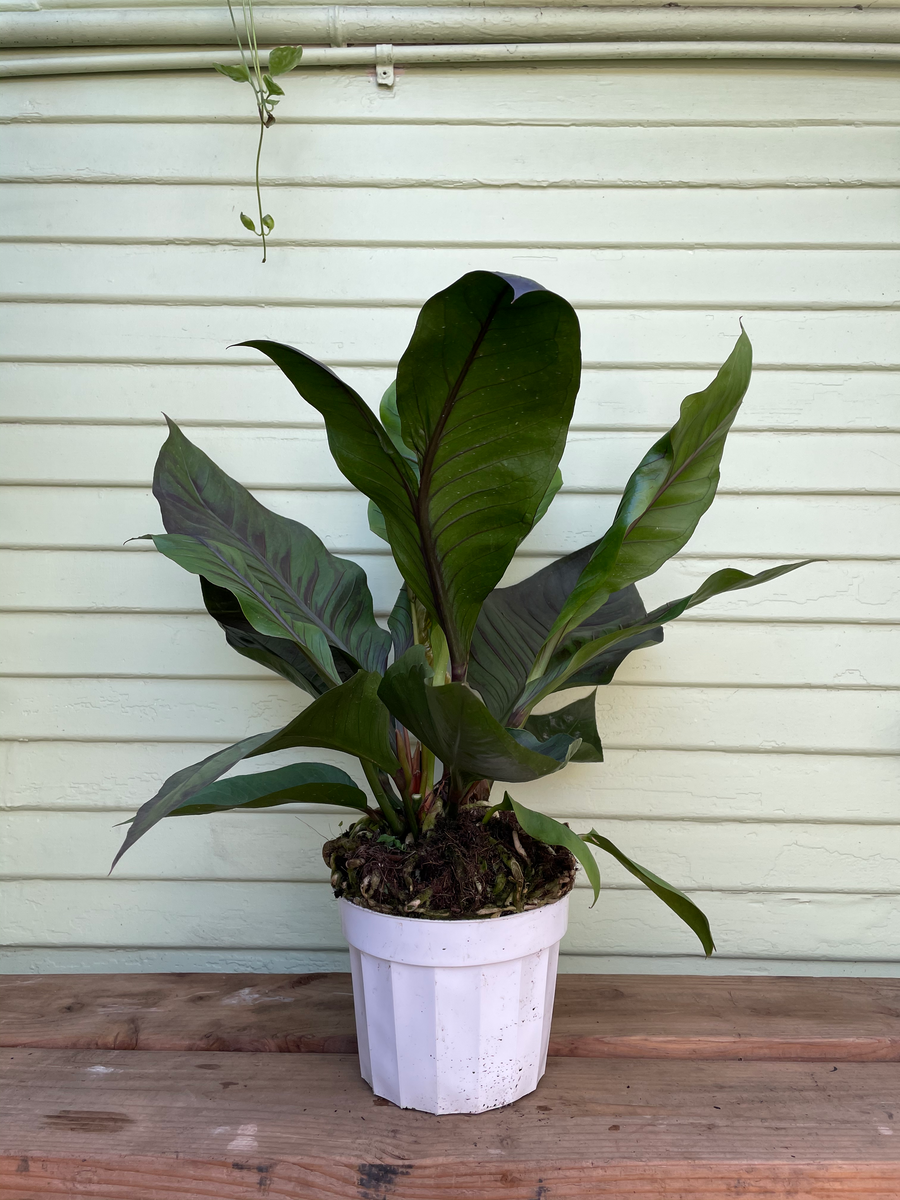 anthurium big red bird care Anthurium - Big Red Bird