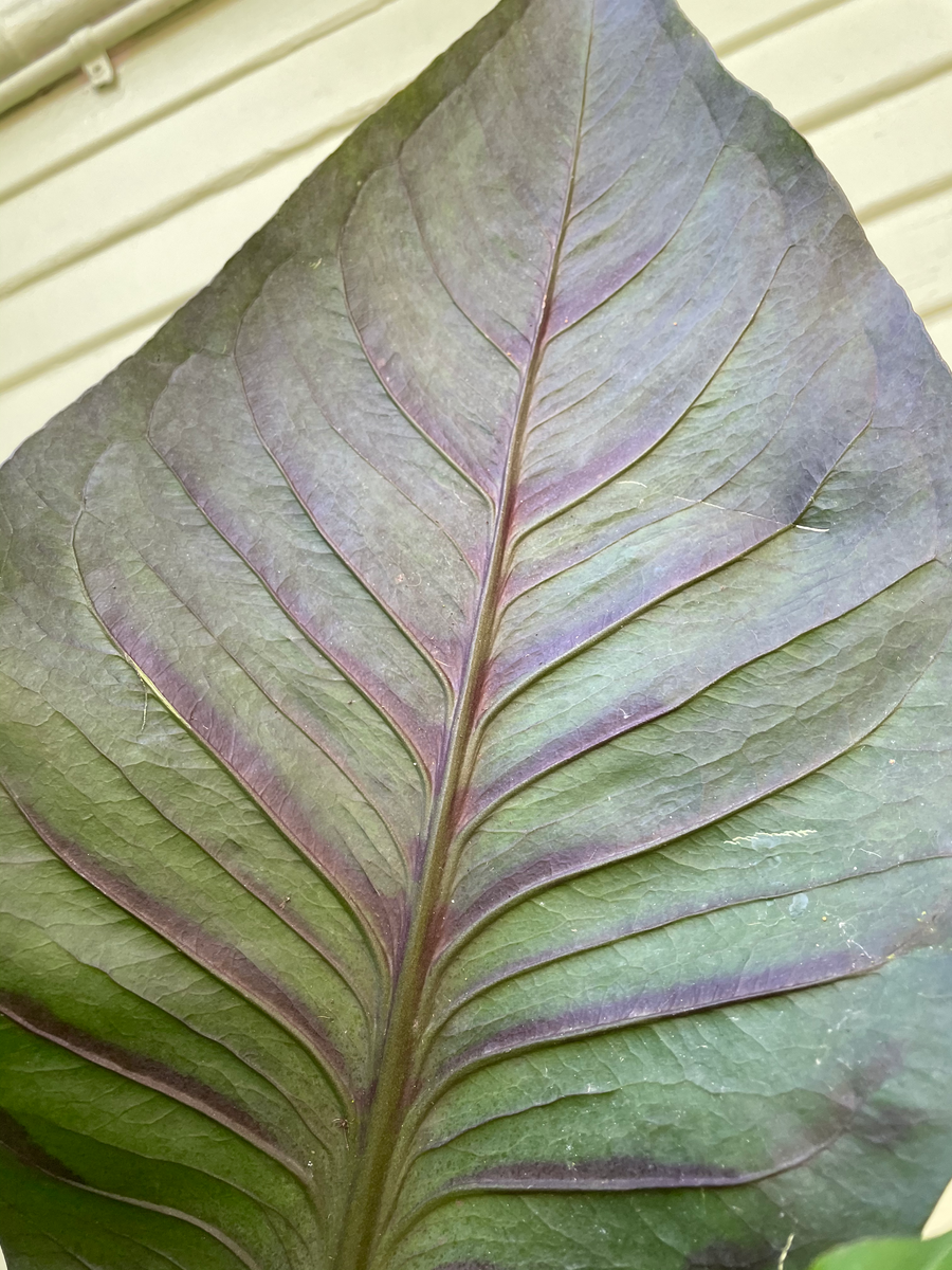 Anthurium - Big Red Bird