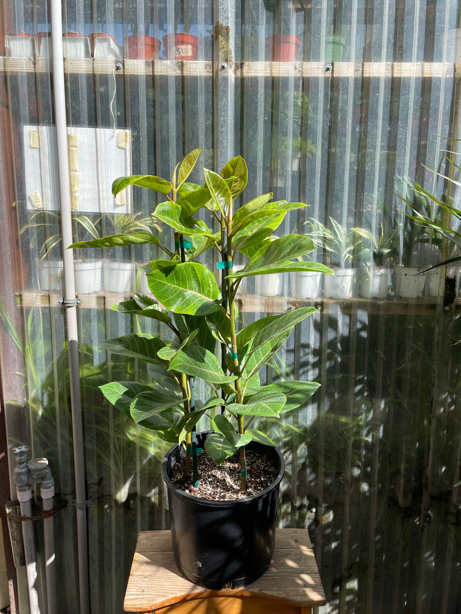 ficus altissima houseplant Ficus altissima 'Yellow Gem'