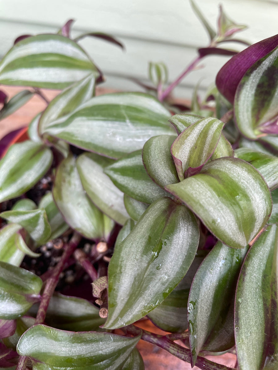 Tradescantia fluminensis variegata - White Cloud | Mickey Hargitay