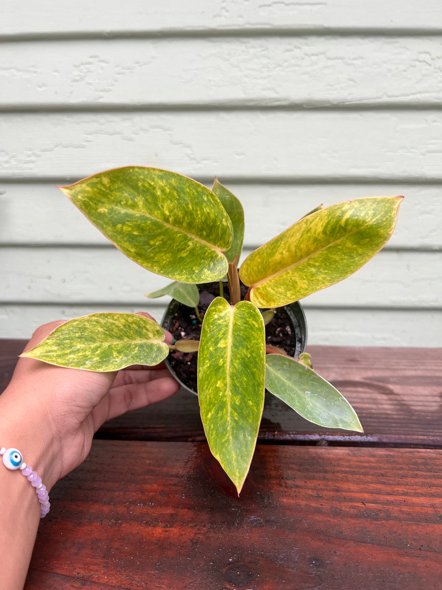 Philodendron - Painted Lady