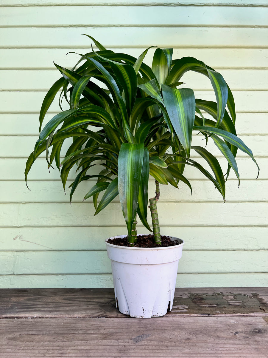 dracaena hawaiian emerald cane Dracaena Hawaiian Sunshine