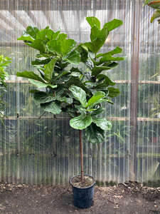 Fiddle Leaf Fig - Standard - Mickey Hargitay Plants