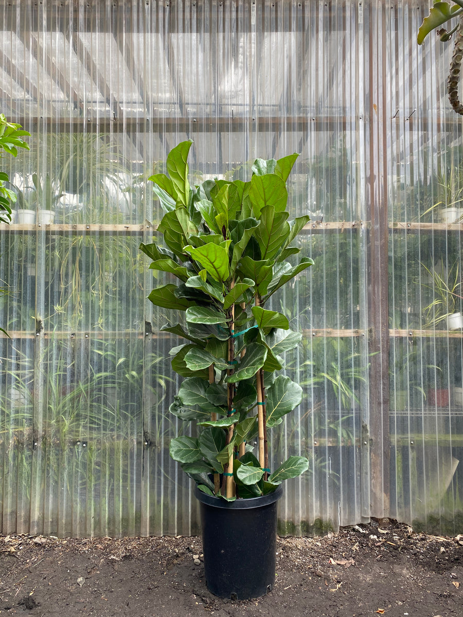 buy large fiddle leaf fig tree Fiddle Leaf Fig | Ficus Lyrata