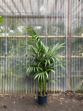 Load image into Gallery viewer, Kentia Palm - Mickey Hargitay Plants