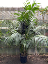 Load image into Gallery viewer, Kentia Palm - Mickey Hargitay Plants