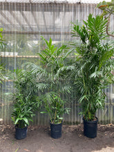 Load image into Gallery viewer, Bamboo Palm - Mickey Hargitay Plants