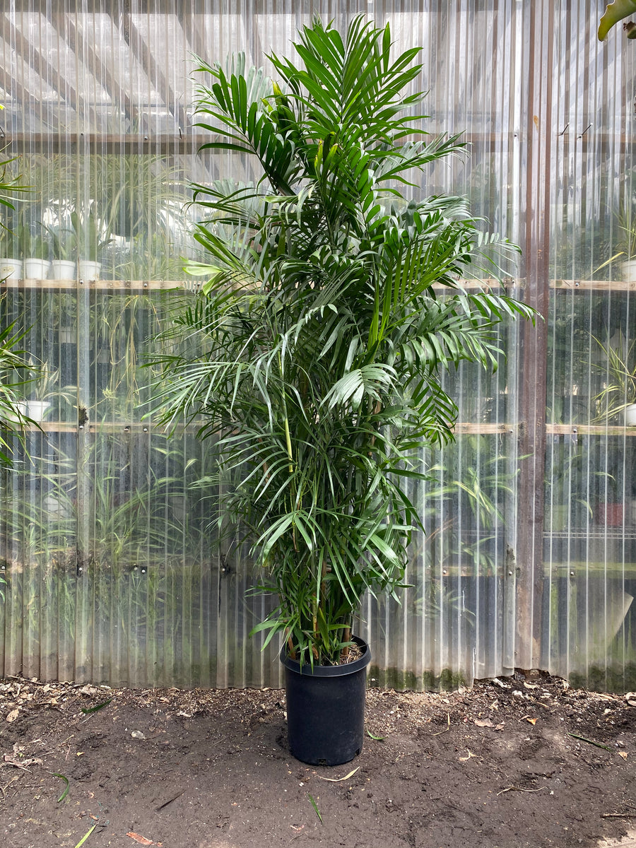 bamboo palm indoor plant