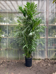 Bamboo Palm - Mickey Hargitay Plants