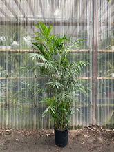 Load image into Gallery viewer, Bamboo Palm - Mickey Hargitay Plants