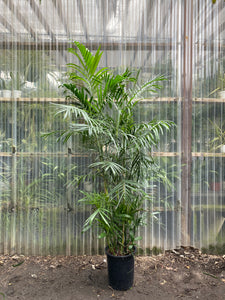 Bamboo Palm - Mickey Hargitay Plants
