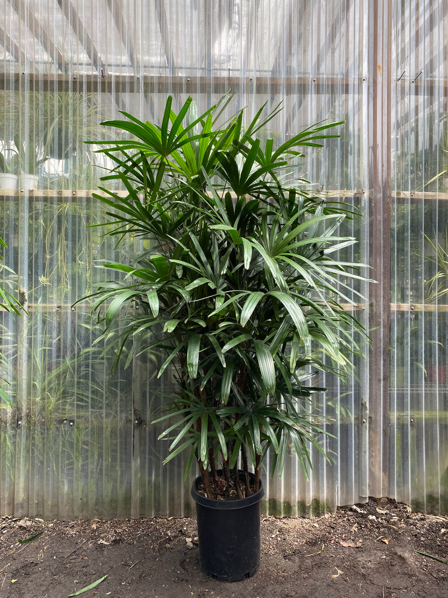 Rhapis Palm
