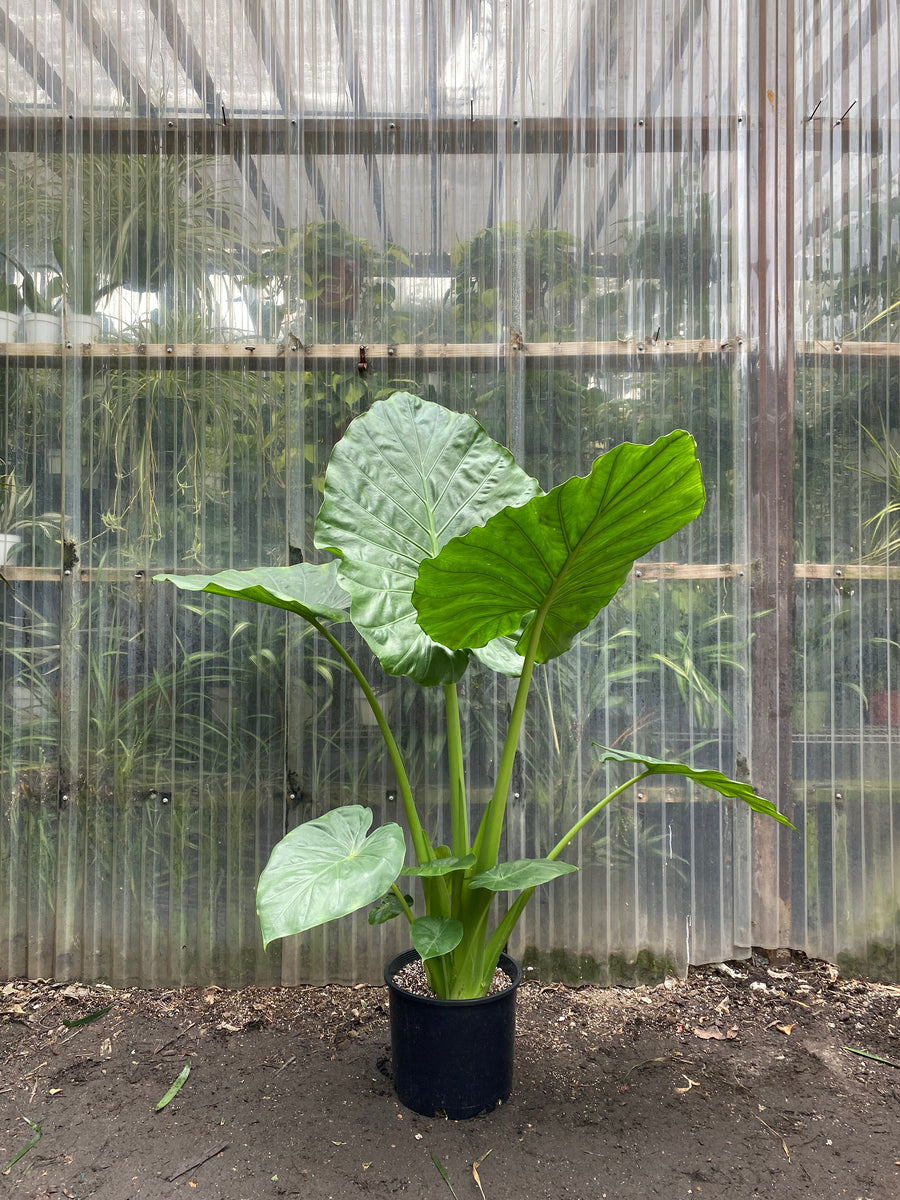 Alocasia Calidora | Elephant Ear Plant