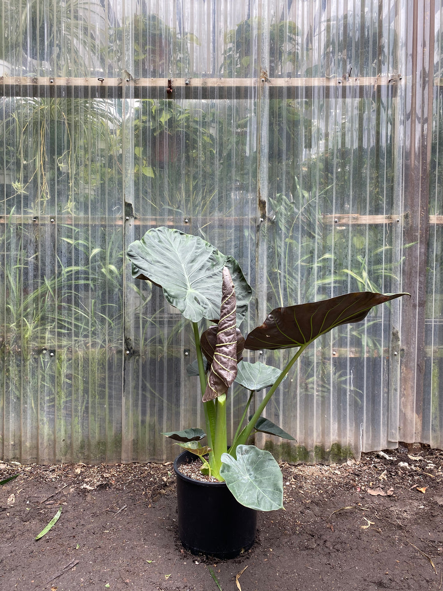 buy elephant ears plant Alocasia Regal Shields | Elephant Ear Plant