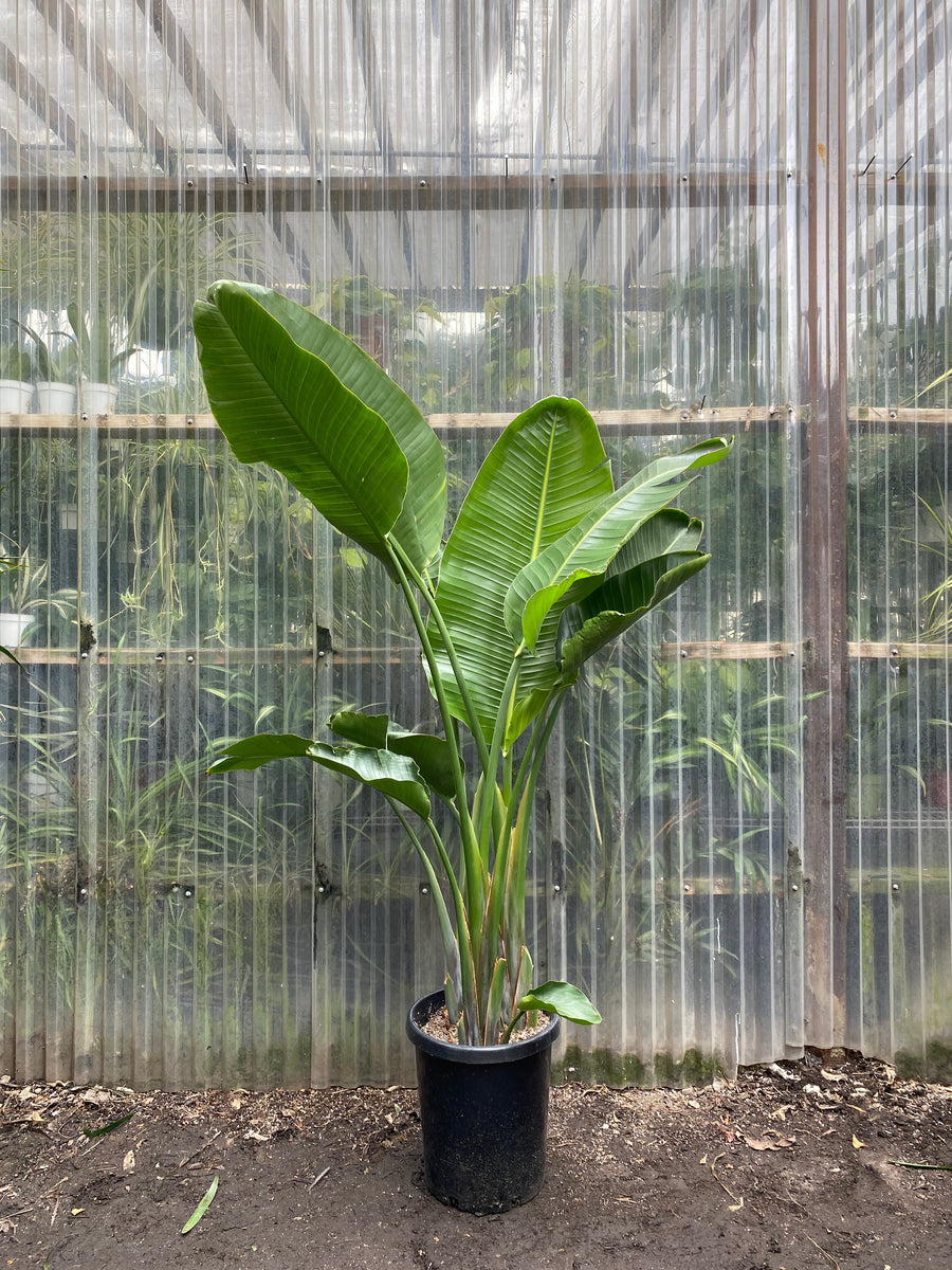 large indoor plants bird of paradise Strelitzia nicolai | Giant Bird of Paradise