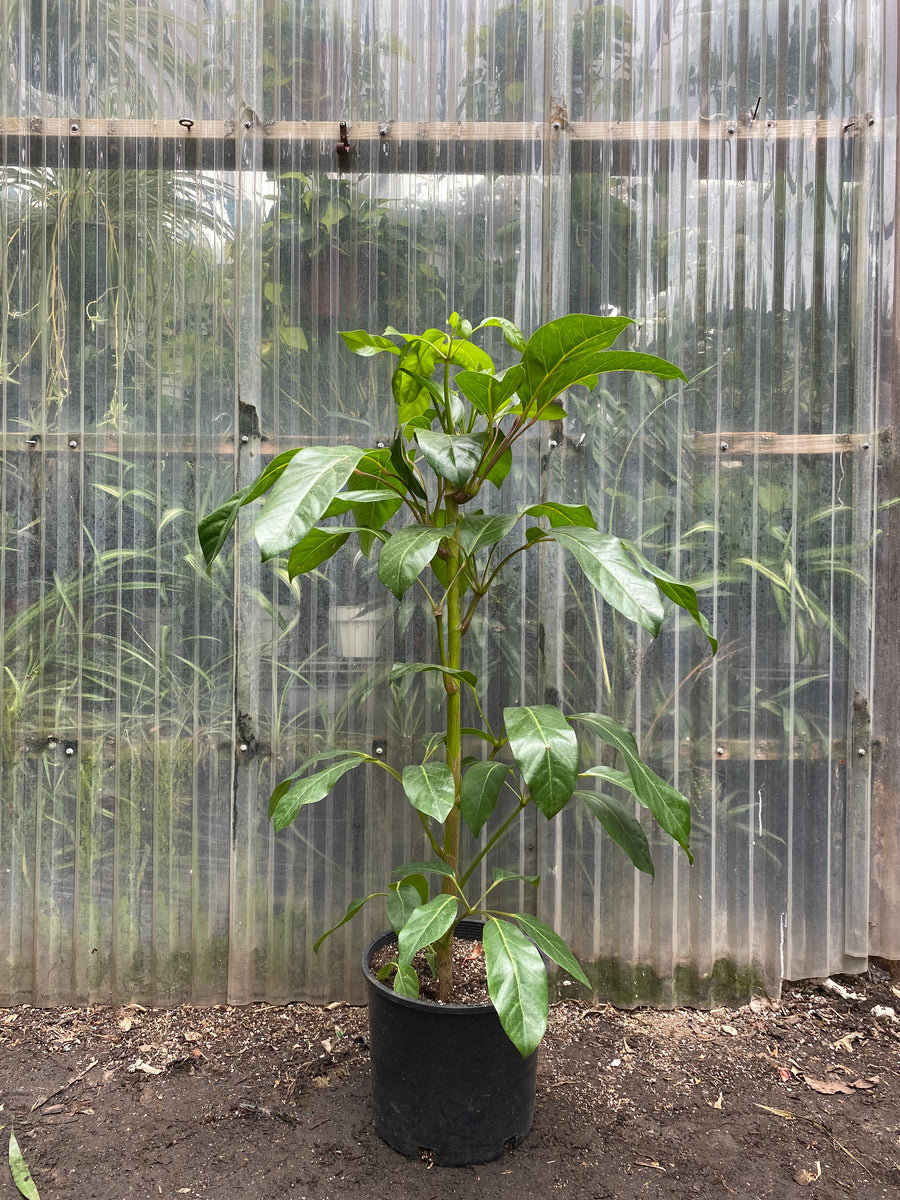 alpine indoor plant Schefflera Alpine