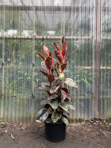 Ficus elastica - Ruby - Mickey Hargitay Plants
