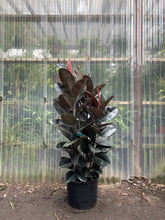Load image into Gallery viewer, Ficus elastica - Burgundy - Mickey Hargitay Plants