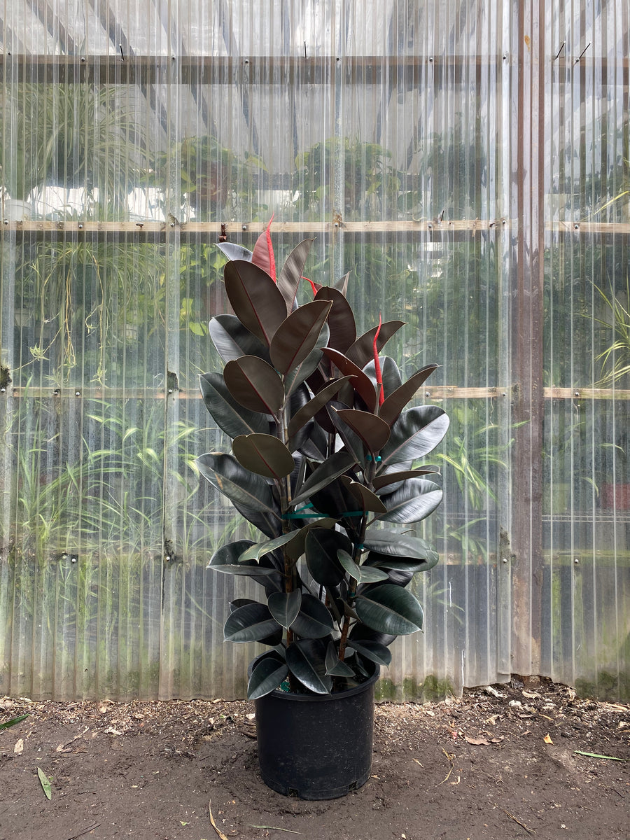 red rubber tree plant Ficus elastica