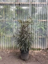 Load image into Gallery viewer, False Aralia - Mickey Hargitay Plants