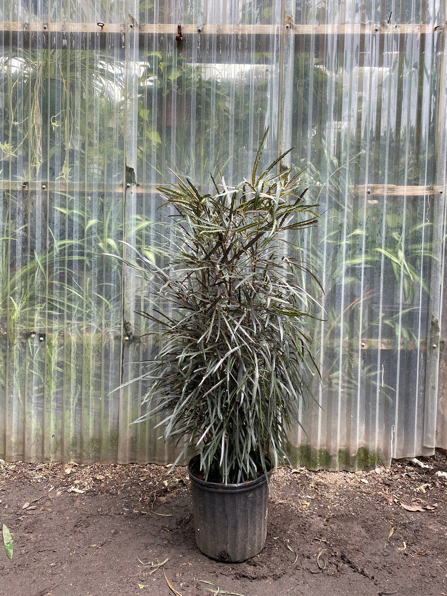False Aralia