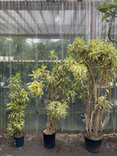Load image into Gallery viewer, Song of India - Mickey Hargitay Plants