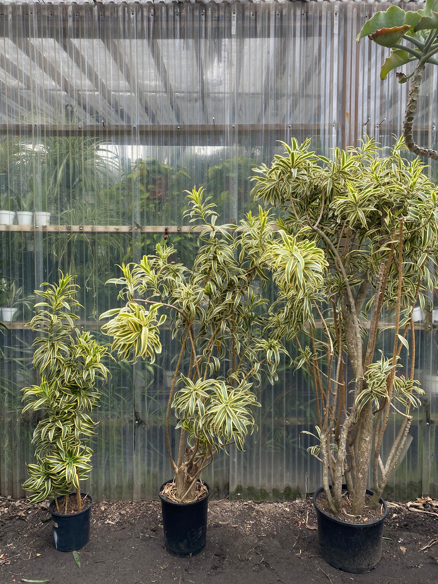 song of india plant indoor care Song of India