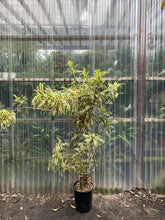 Load image into Gallery viewer, Song of India - Mickey Hargitay Plants