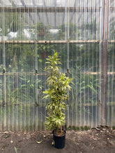 Load image into Gallery viewer, Song of India - Mickey Hargitay Plants